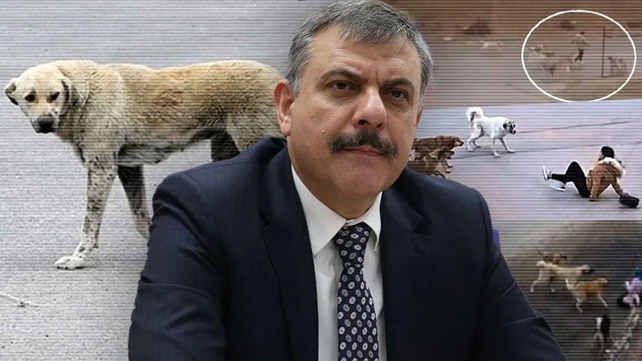İçişleri Bakanı: CHP'li belediyeler işi yokuşa sürse de yıl başına kadar sokakta köpek kalmayacak!