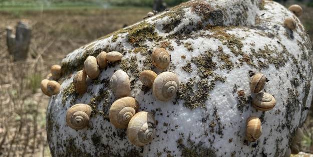 İçler acısı görüntü! Çağrı yaptı
