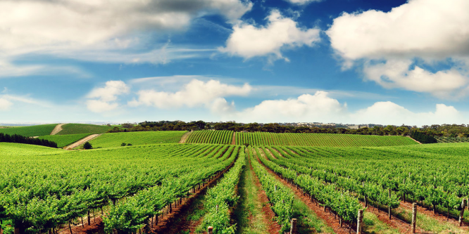 Tarım Müdürü Çınar’a veda yemeği