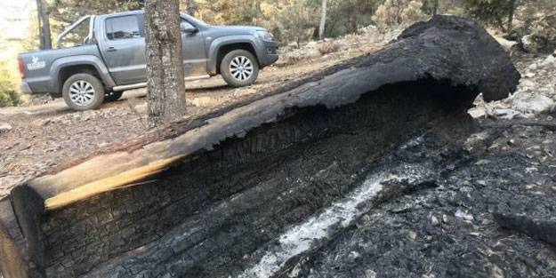 İçten içe yanan ağaçları arıyorlar