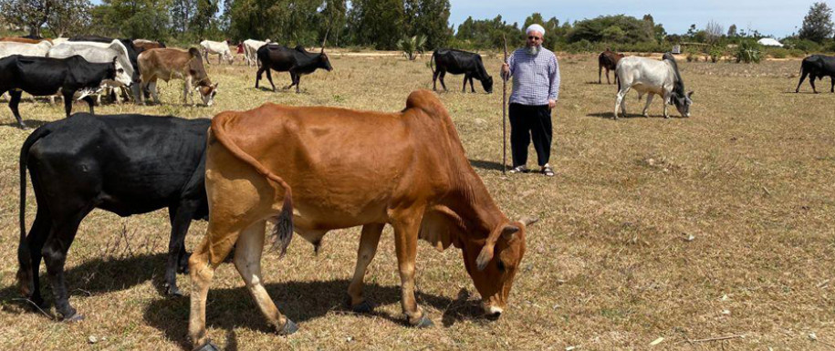 İDDEF, Sadece Kurban Dönemi Değil Yıl Boyunca Sahada