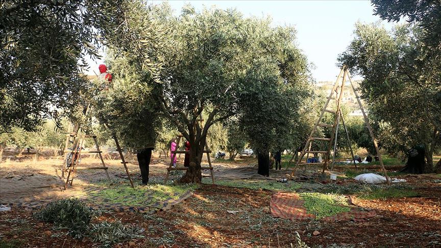 İdlib'de bombardıman ve göç gölgesinde zeytin hasadı