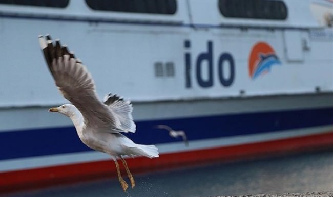 İDO tüm dış seferlerini iptal etti