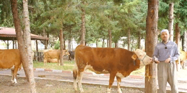 İFAM'da kurban bayramı heyecanı!