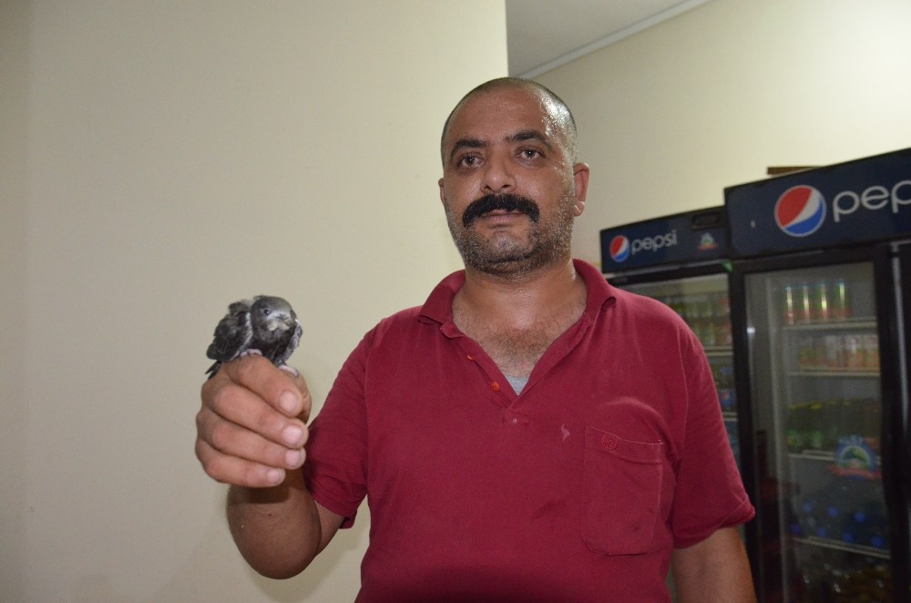 İftar saati evinin balkonunda Ebabil kuşu buldu 