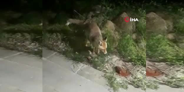 İftar sofrasına gelen tilkiyi geri çevirmediler
