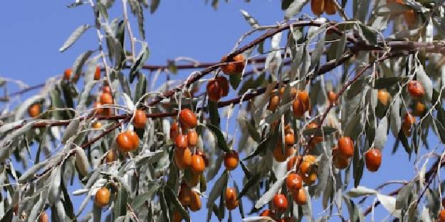 İğdenin faydaları nelerdir?