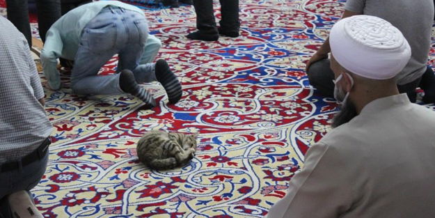 Iğdır Ulu Camii'de sevimli misafir