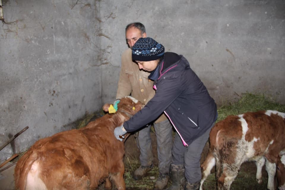 Iğdır’da aşılama çalışmaları devam ediyor 