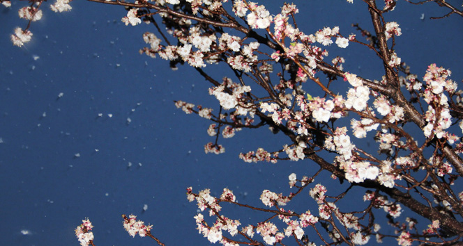Iğdır’da çiçek açan kayısı ağaçlarına kar yağdı