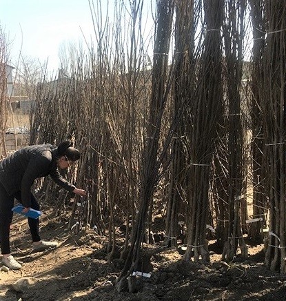 Iğdır’da fidan satış yerleri denetlendi 