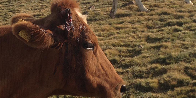 Iğdır'da insanlık dışı olay… 15 büyükbaş hayvana eziyet
