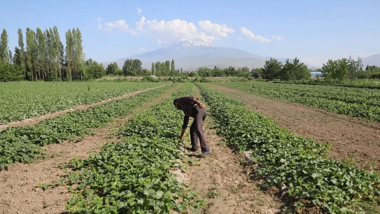Iğdır'da karpuz bereketi! Çiftçi memnun