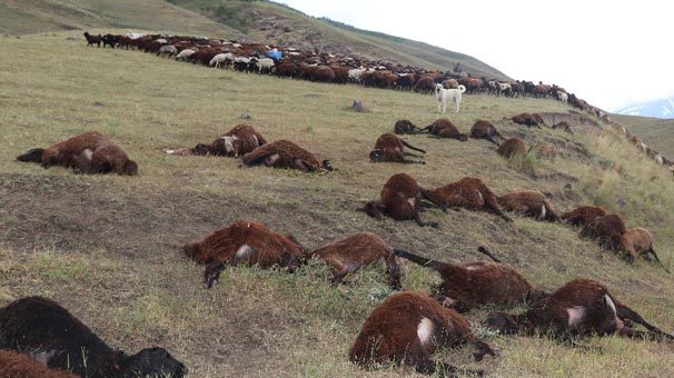 Iğdır'da kayalıklara sığındı, döndüğünde bu manzarayla karşılaştı