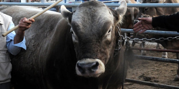Iğdır'da kurbanlık pazarının şampiyonu 