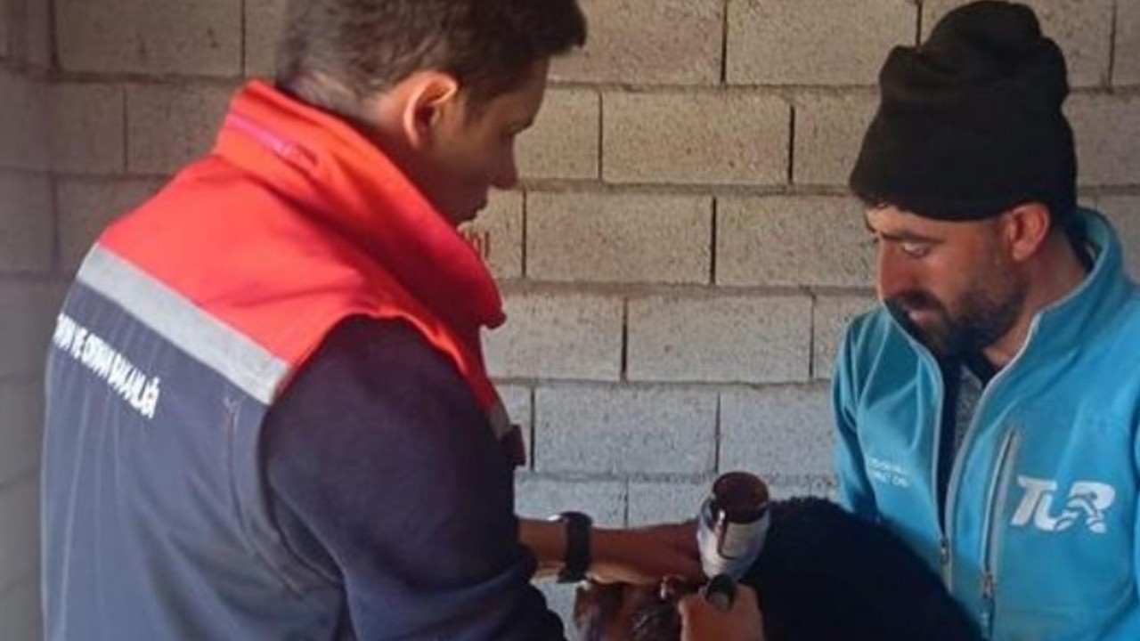 Iğdır’da kuzularda aşılama ve küpeleme çalışmaları sürüyor