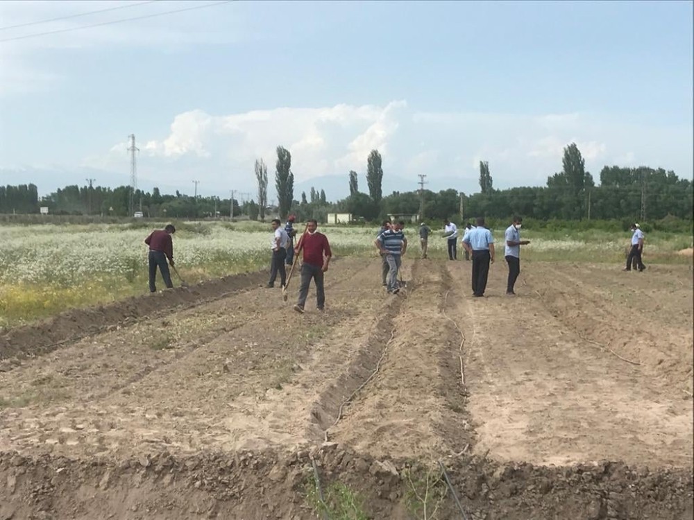 Iğdır’da lavanta dikimi yapıldı 