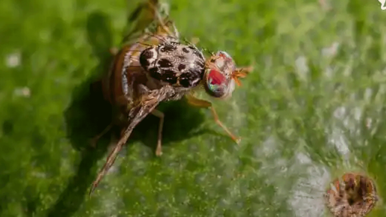 Iğdır’da meyve sineğine savaş açıldı! Üreticiye destek yağıyor