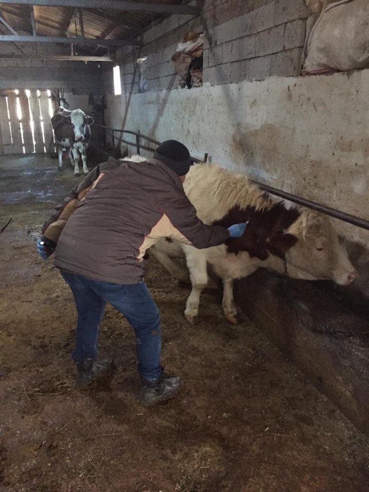 Iğdır’da şap hastalığına karşı aşılama yapılıyor 