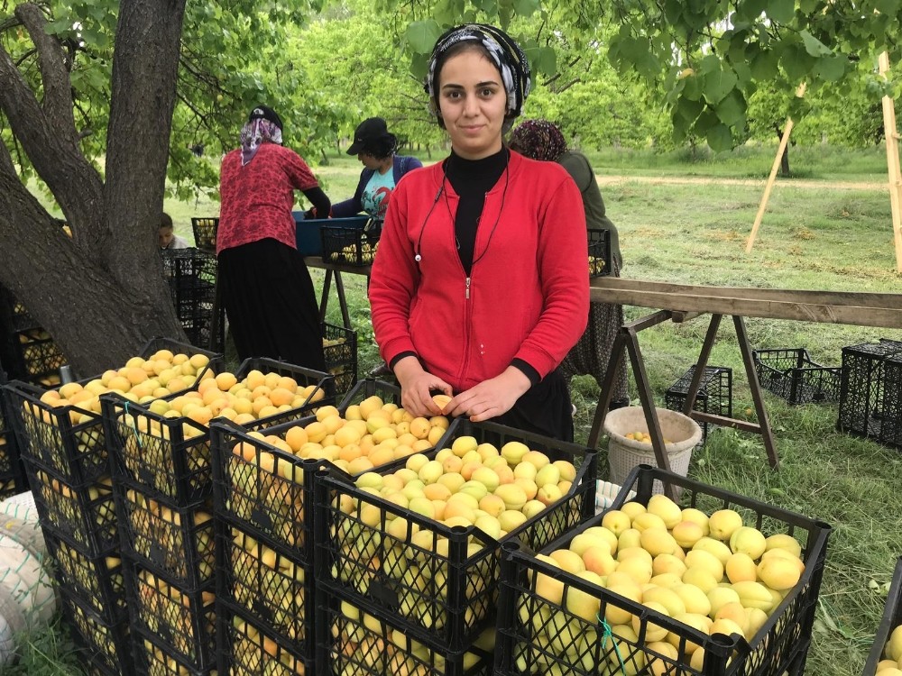 Iğdır’da sarı altın hasadı başladı 