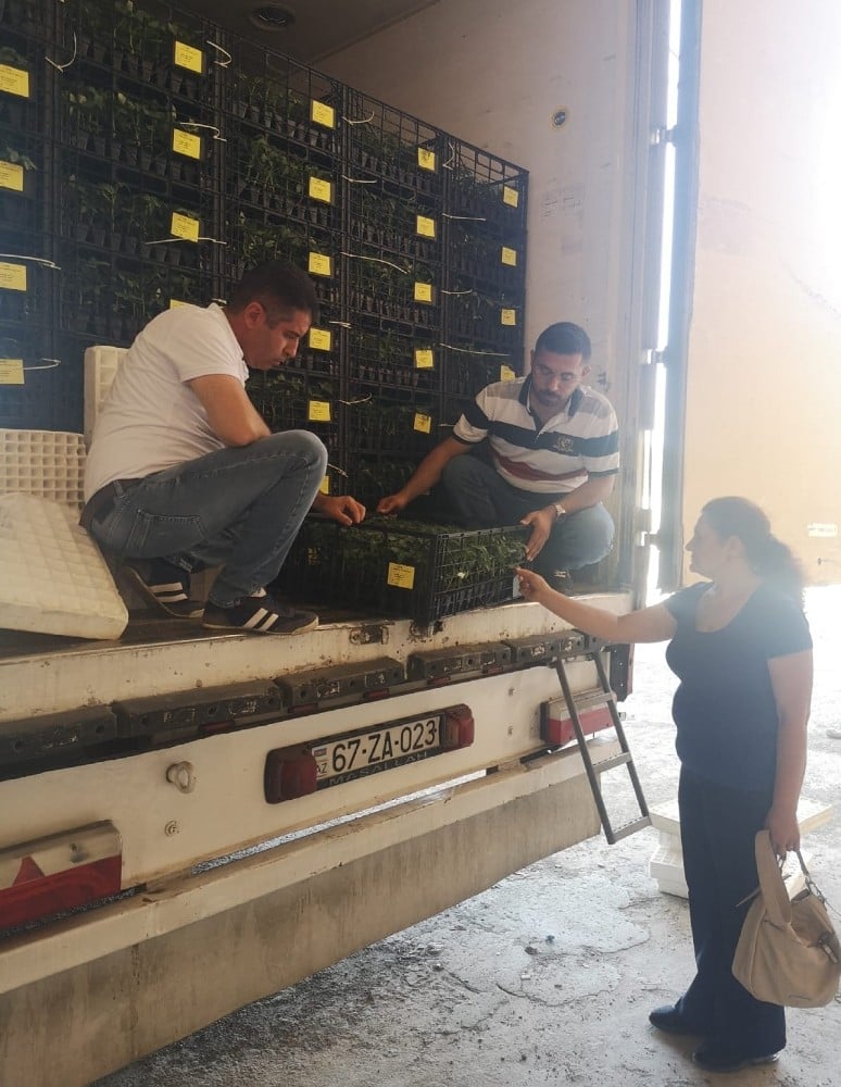 Iğdır’dan Nahcivan’a fide ihracatı gerçekleşti 