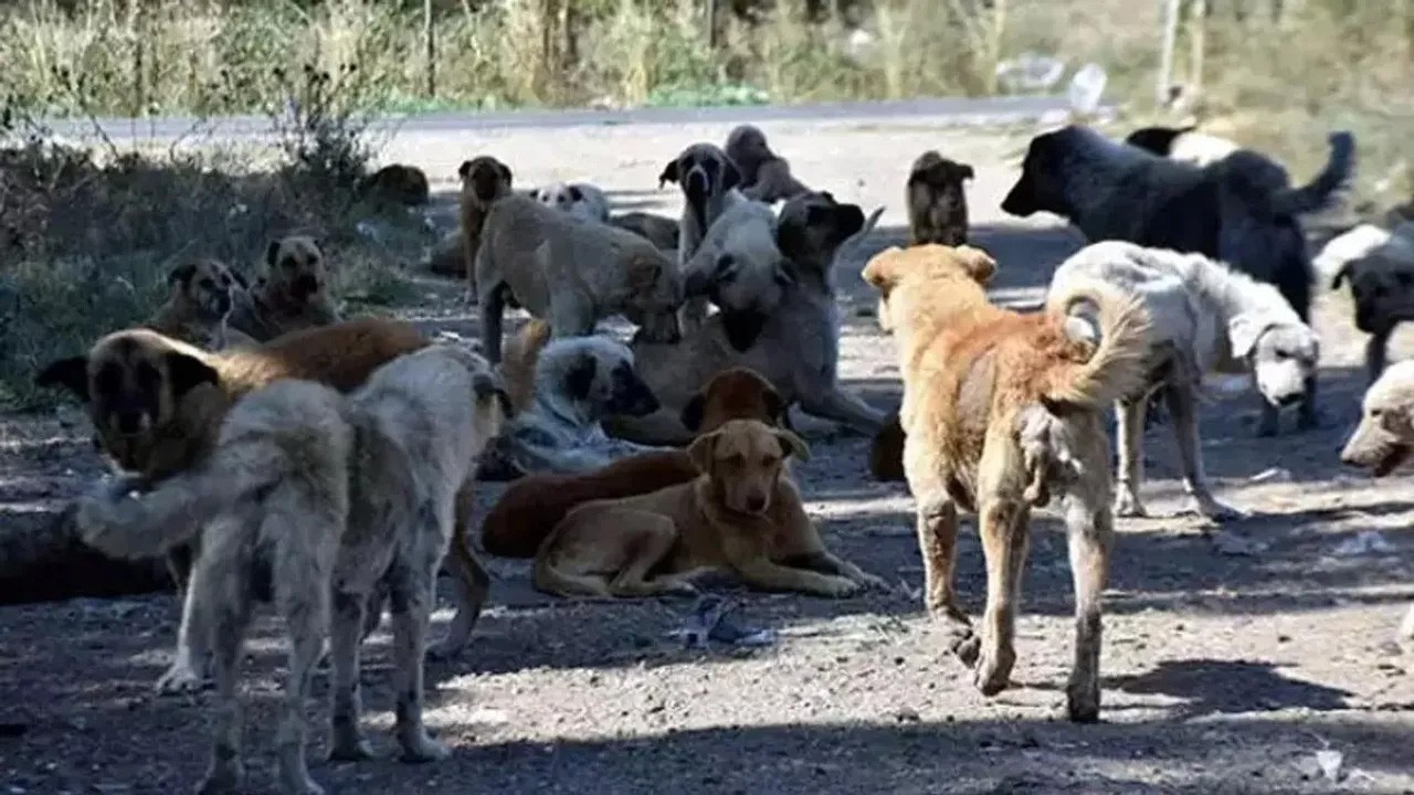 İğneada’da "köpek" vurgunu