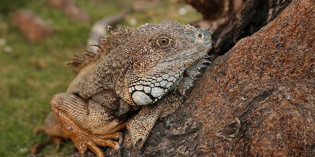 İguanaların evi oldu
