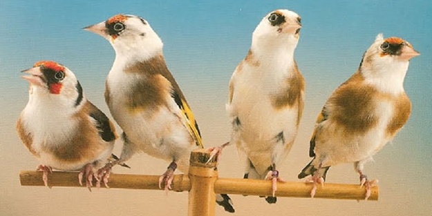 İhbar 175 sakayı özgürlüğüne kavuşturdu