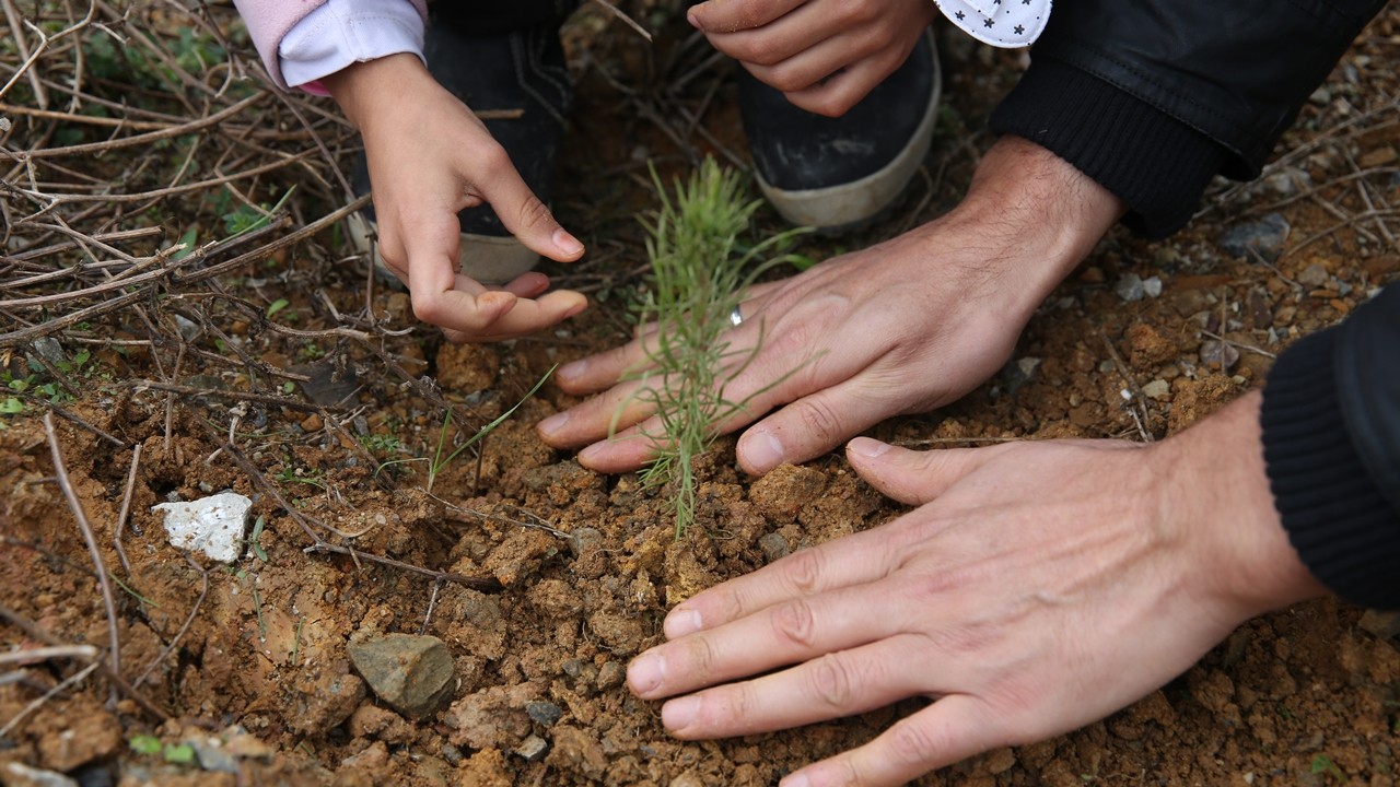 İHH yetimler için 160 bin fidan dikti