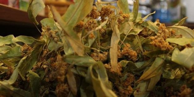 Ihlamur çeyrek altını geçti! Kilosu 200 TL