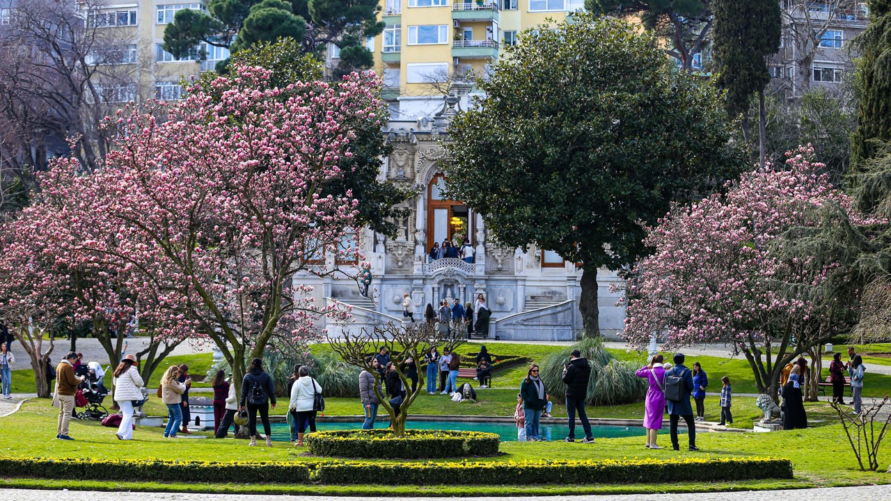 Ihlamur Kasırları, manolya ağaçlarıyla baharı karşıladı!