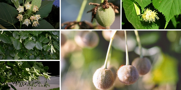 Faydası saymakla bitmeyen nimet