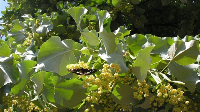 Ihlamurdan 1 buçuk milyon gelir elde ediyorlar