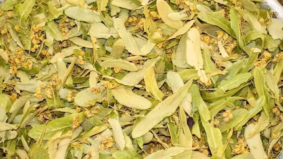 Ihlamuru böyle tüketirseniz tüm faydası yok oluyor, böbreklerin ayarını bozuyor!