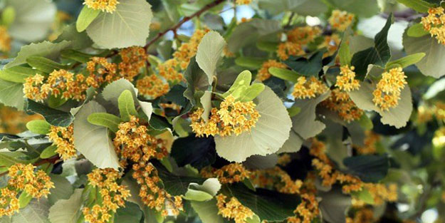 Ihlamurun faydaları nelerdir? En güzel ıhlamur nasıl demlenir?