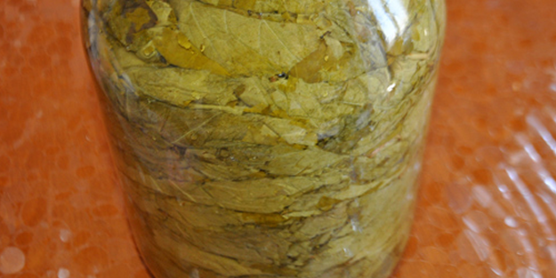 İhraç edilmeye kalkışılmasa haberimiz olmayacak: Asma yapraklarında 12 farklı ölümcül zehir çıktı!