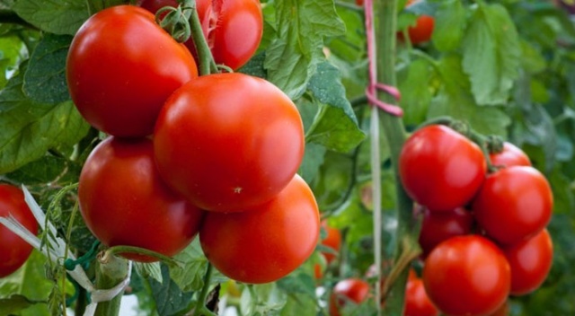 İhracat kralı domates oldu