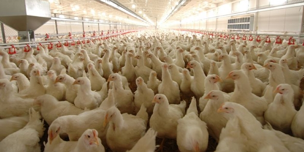 İhracata piliç yetişmiyor