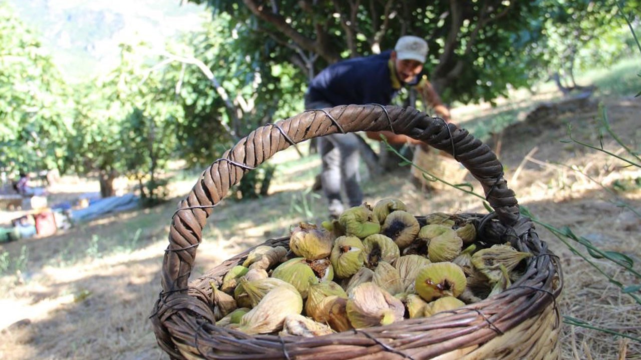 İhracatçılar alarmda! İklim değişikliği inciri vurdu