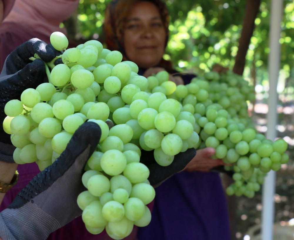 İhracatlık üzümde hasat başladı 