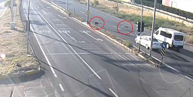 İki başıboş köpeğin sebep olduğu kaza mobesede!