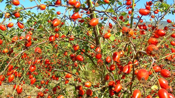 İki bin 500 rakımda 'kuşburnu mesaisi' başladı!