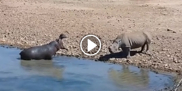 İki devin kapışmasında sizce kazanan taraf hangisi olur?
