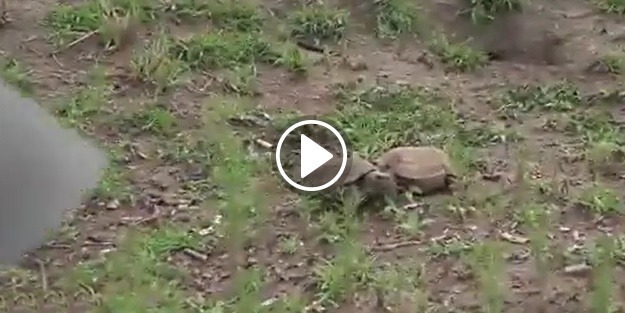 İki erkek kaplumbağa karşı karşıya geldi! İşte o ilginç savaş...