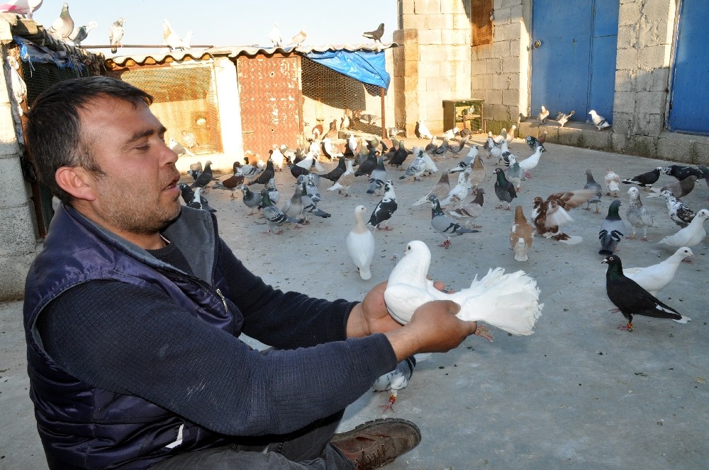 İki günlük sokağa çıkma yasağını güvercinlerinin arasında geçirdi 