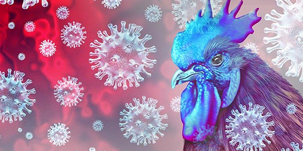 İki ilimizde kuş gribi alarmı! Depremin ardından adeta bir felaket daha