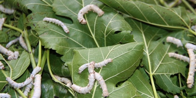 İki kadın arkadaş sırt sırta verdi... 45 günde 34 bin lira kazanıyorlar
