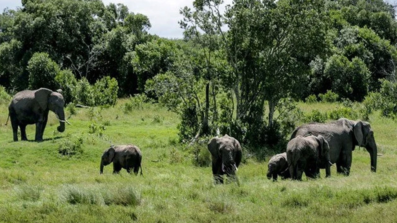 İki kadın turistin korkunç ölümü! Safaride fil saldırısı can aldı