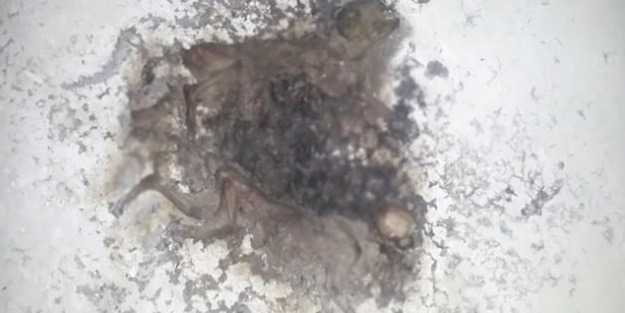 İki köpeği benzin döküp yakmışlar