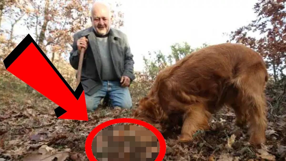 İki köpeği dağlardan buluyor, o satıyor! Kilosu 2500 TL’ye kadar çıkıyor! Bu işi yapan çok az kişi var